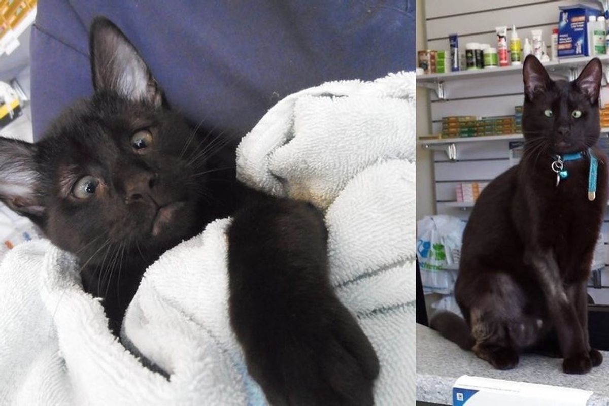 Vet Clinic Saves Cross-eyed Cat Abandoned on Doorstep, Cat Returns the Favor.