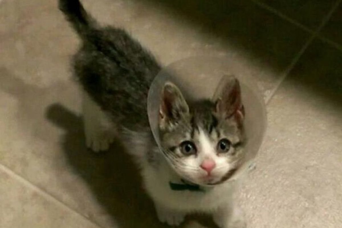 Tiny Kitten Clings to His Rescuer's Shoulder After He Saved His Life from Traffic