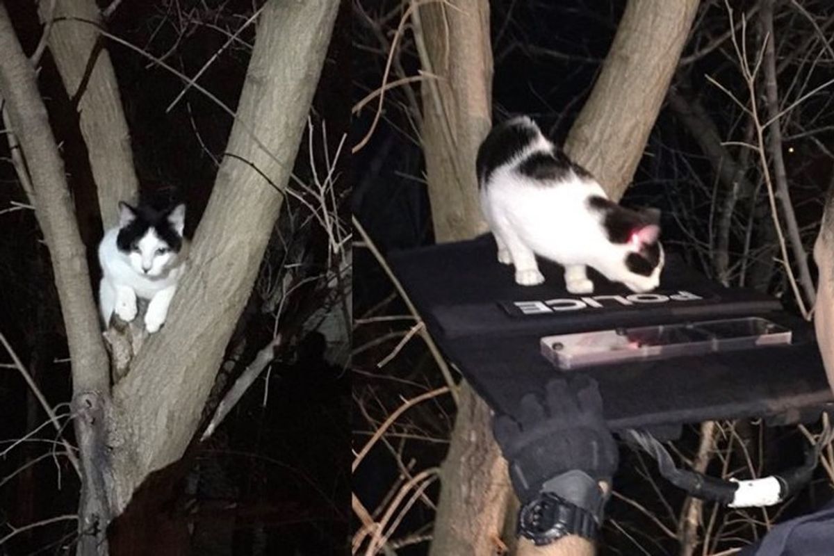 Police Use Red Laser Beam to Coax Cat Stuck Up Tree Down to Safety