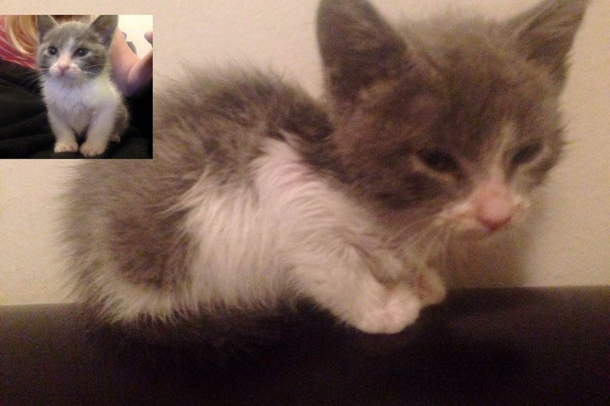 Kitten Saved by Dog from Middle of Street, The Difference After Sleeping in a Warm Bed and Getting Lots to Eat...