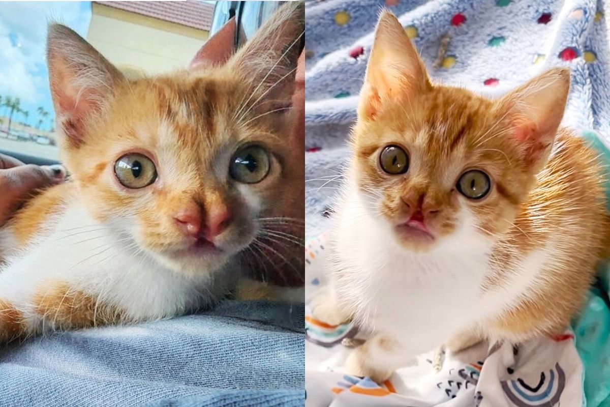 Stray Kitten Wobbles to Kind Person Outside Restaurant for a Haven and New Start