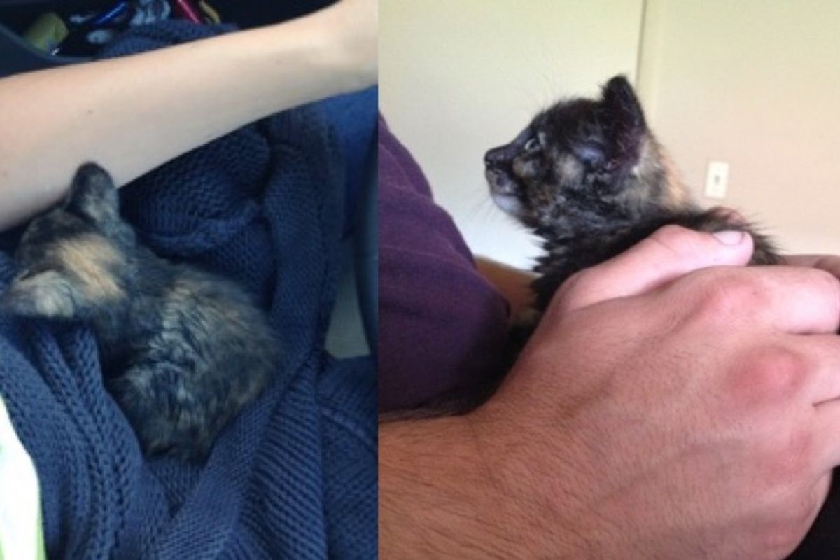 They Bring Tiny Tortie Back from the Brink. Kitten Snuggles with Her Rescuer for Hours
