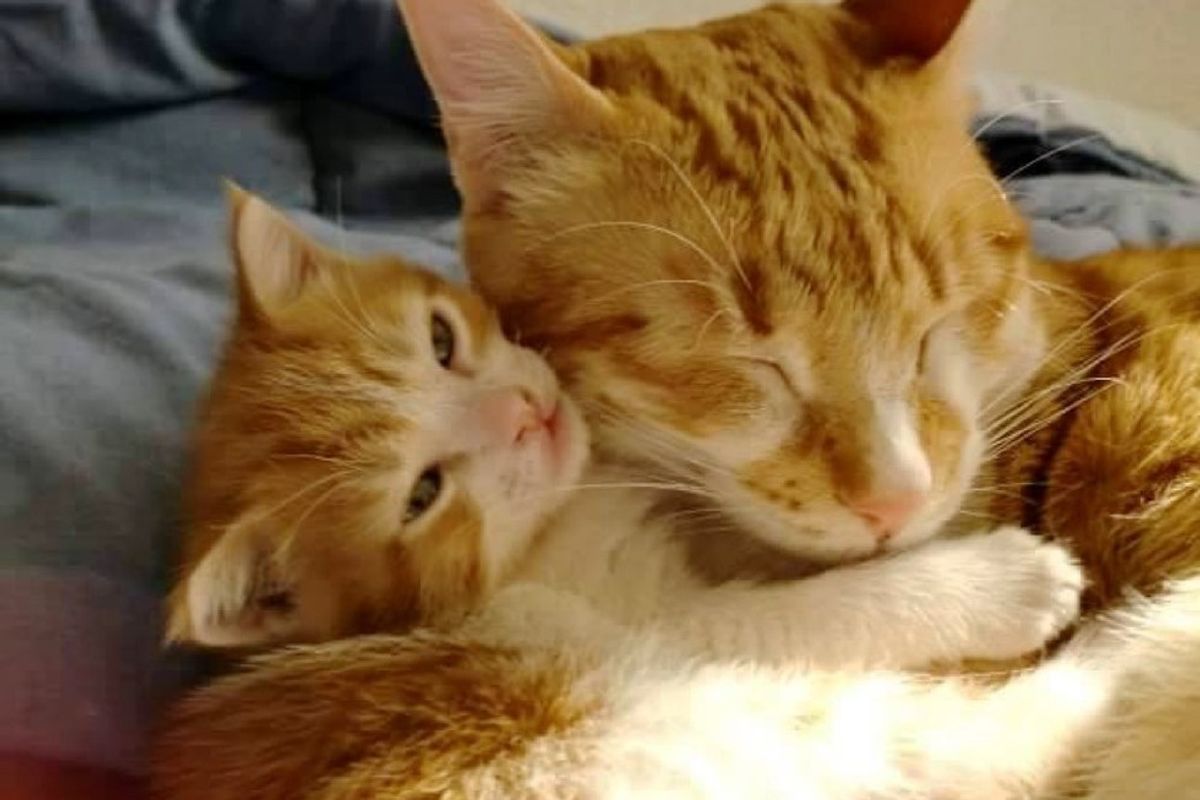 Rescue Cat Becomes Dad to Foster Kitten and Teaches Him How to Love
