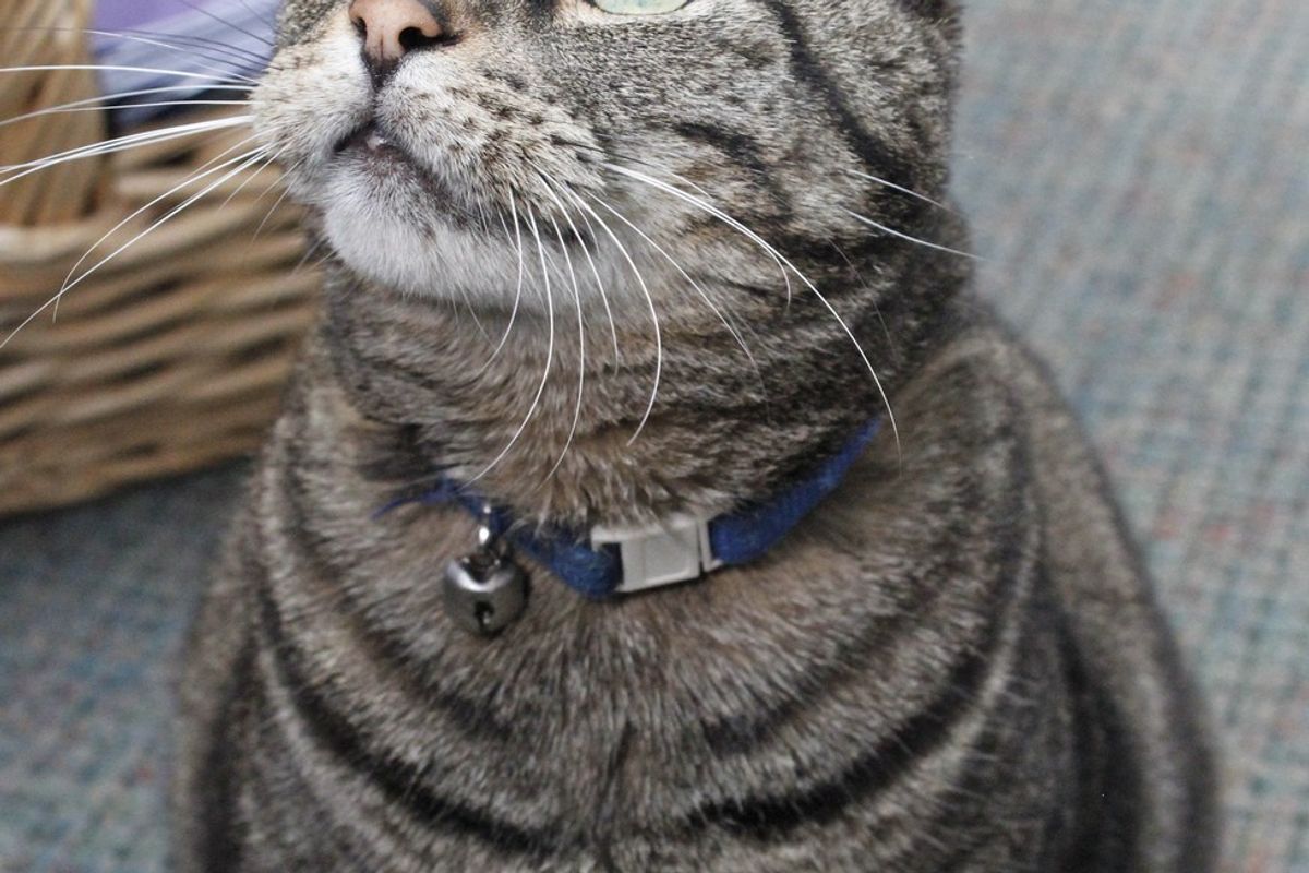 Tabby Cat Showed Up on Doorstep at Retirement Community and Kept Going Back for Love