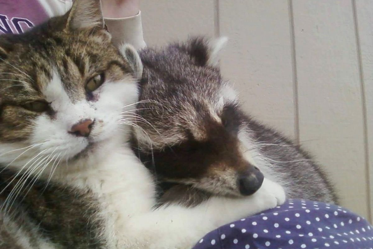 Barn Cat Helped Rescued Raccoon Get Back to the Wild
