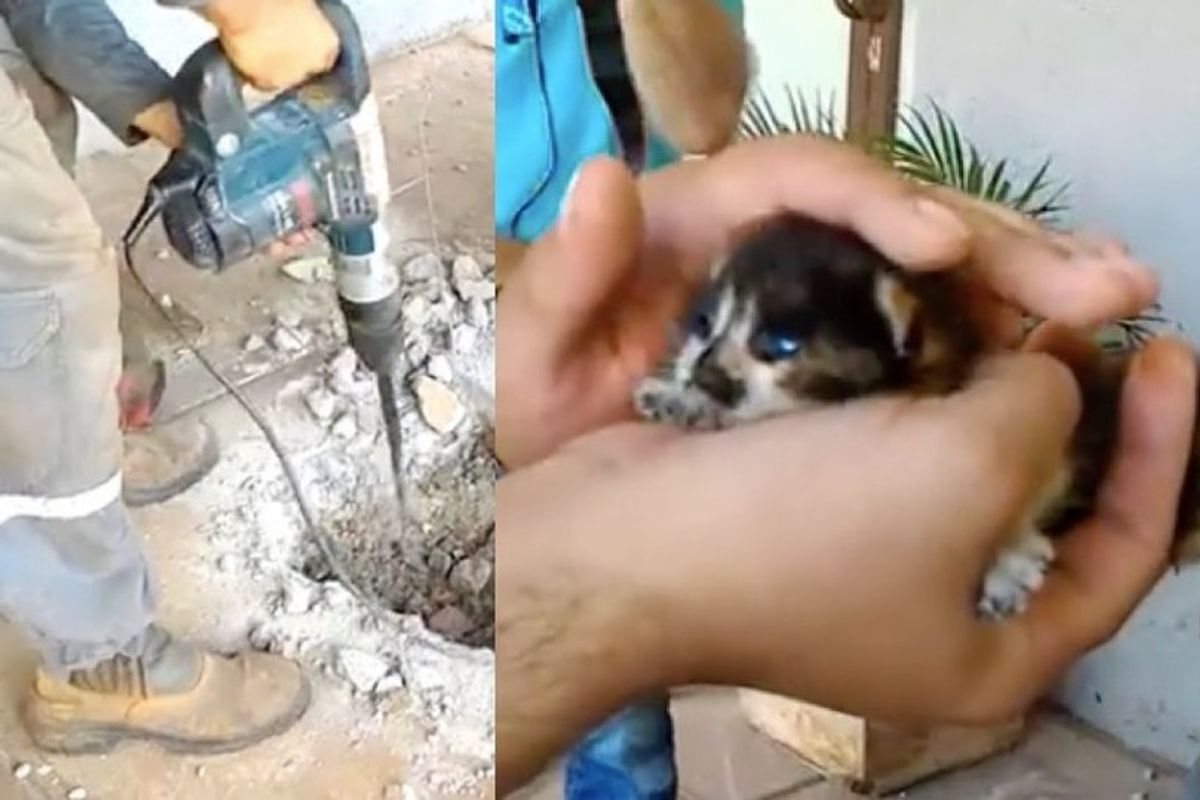 They Heard Kitten Cries Underground and Knew Just What to Do