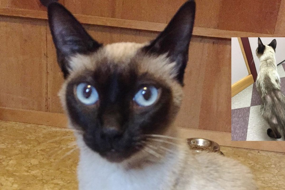 They Took In a Scrawny Kitty Found in Their Yard. The Difference in Just 24 Hours