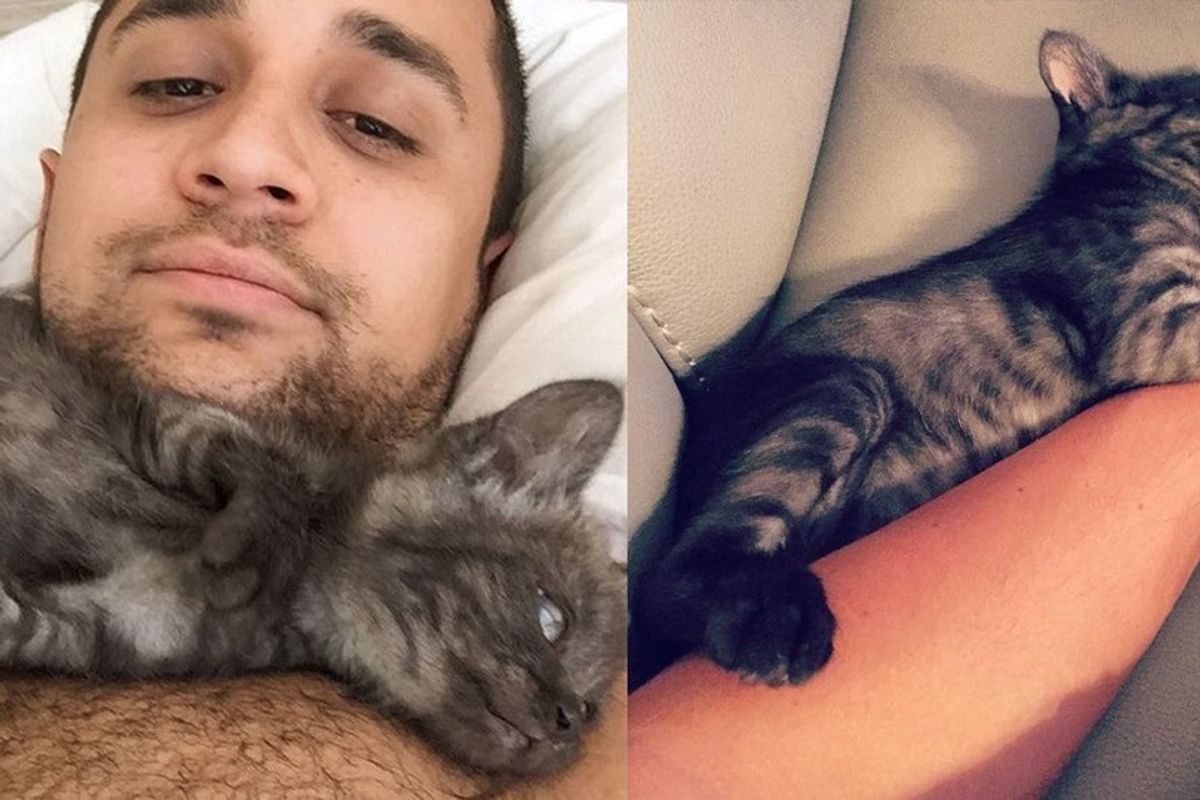 3-legged Warrior Kitten Finds Love in Vet Student and Can't Stop the Cuddles