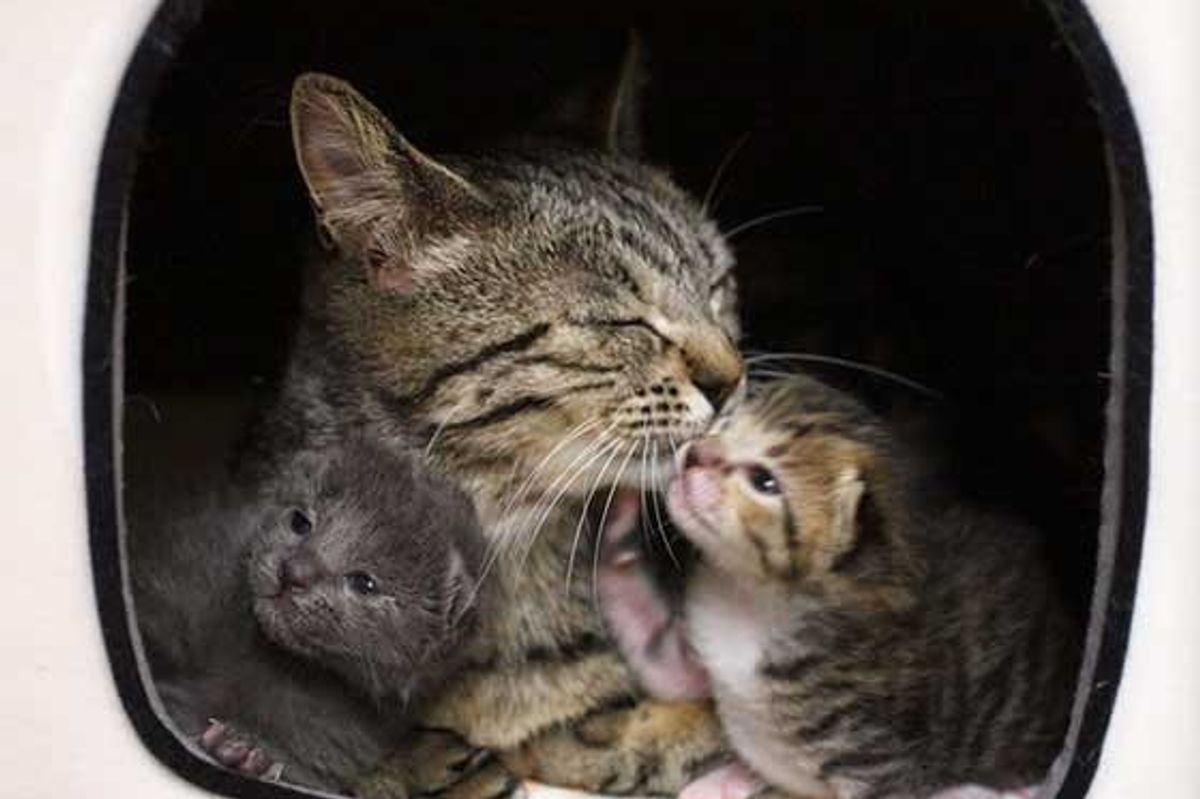 Stray Tabby Cat Chooses a Man to Help Her Raise Her Two Tiny Babies