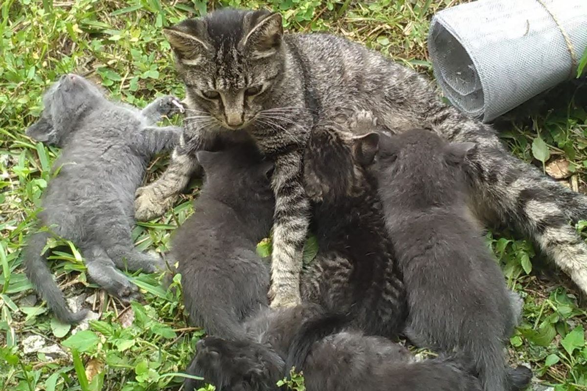 Man Befriended Stray Cat, Months Later, She Brought Him the Cutest Gifts
