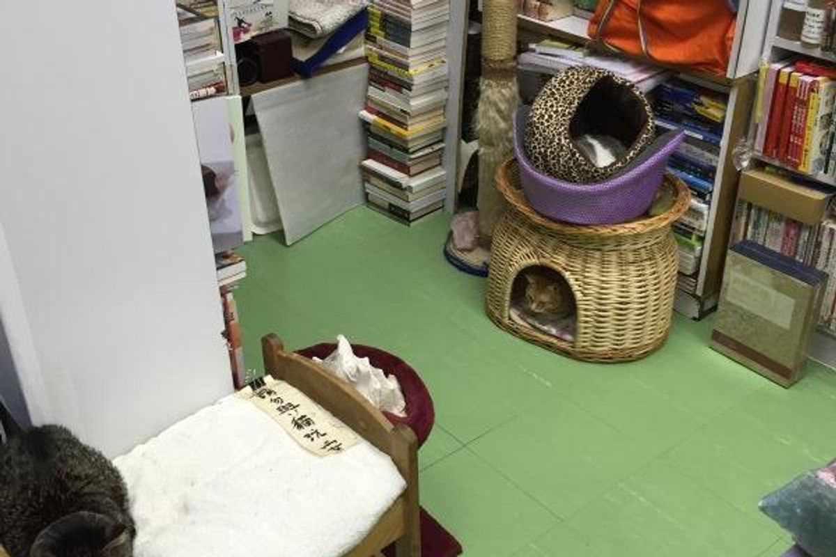 Book store run by Cats