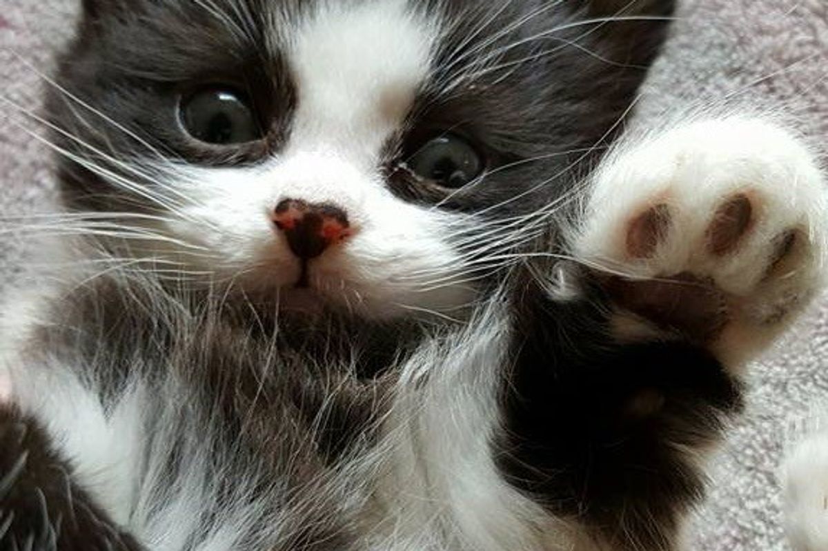 Cute Fur Babies from Our Fans!