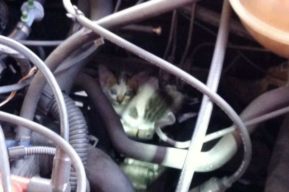 Vehicle Starts Meowing, They Are Surprised by What They Find