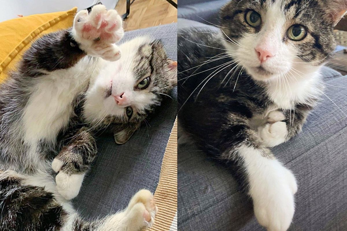 Stray Cat Waits in Front of Residents' Door Until They Notice Him and Accidentally Change His Life