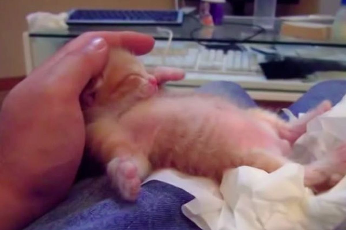 Ginger Kitten Found in a Small Truck Now Has a Family with Ferrets