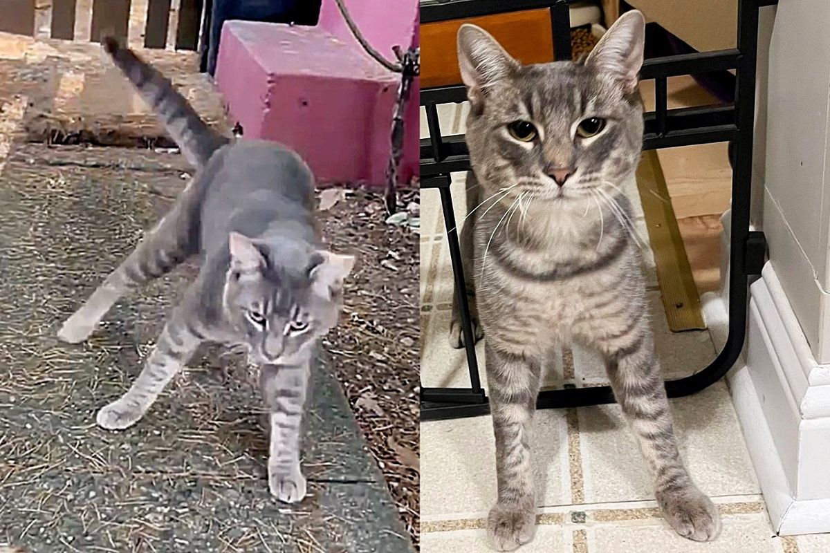 Wobbly Kitten Comes to Homeowner Asking to Be Let in, the Young Cat Lands Perfect Place for Help