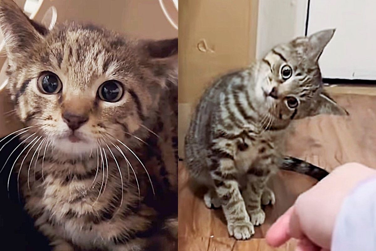 Feral Kitten Pushed Everyone Away but Decided to Trust for the First Time After 2 Weeks of Being Indoor Cat