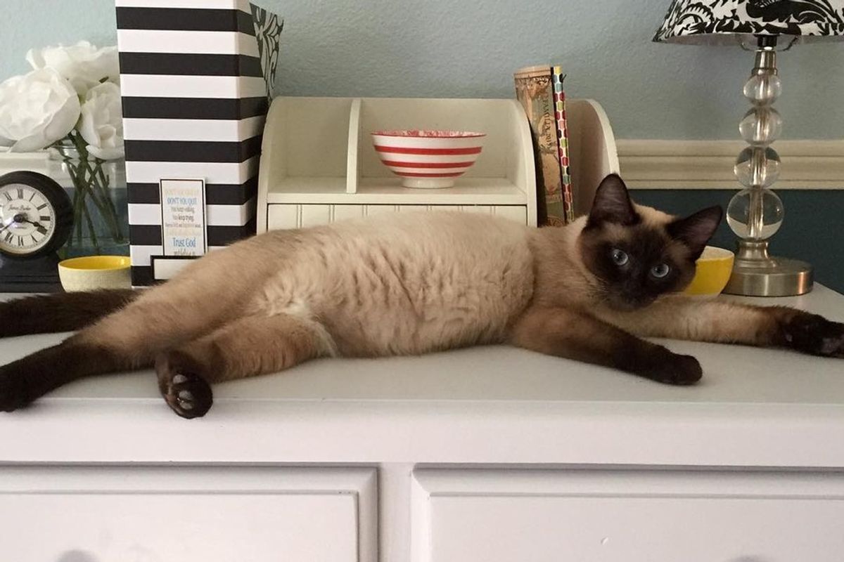 Cat Chooses Foster Mom to Be There for Her When She Gives Birth