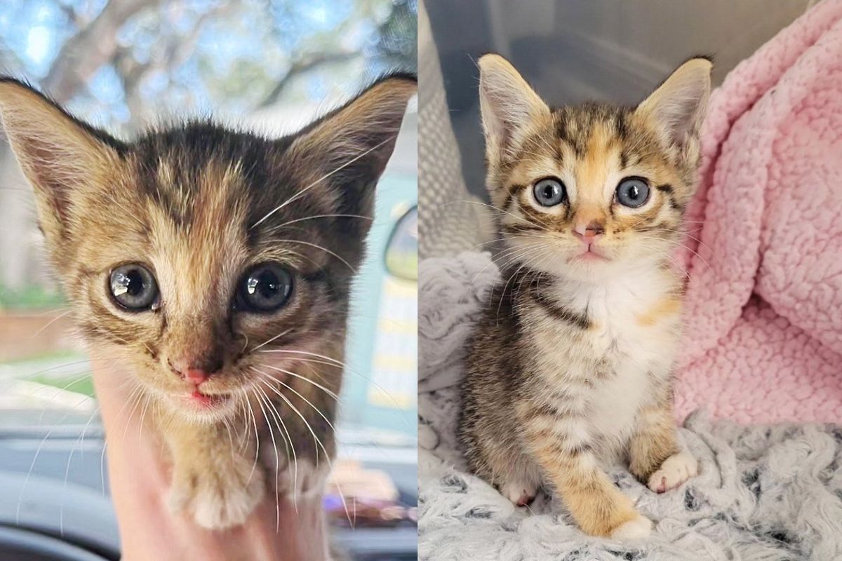 Kitten Seen Sitting Near Traffic Lights Now Spends Each Day Holding Another Young Cat in Warm Home