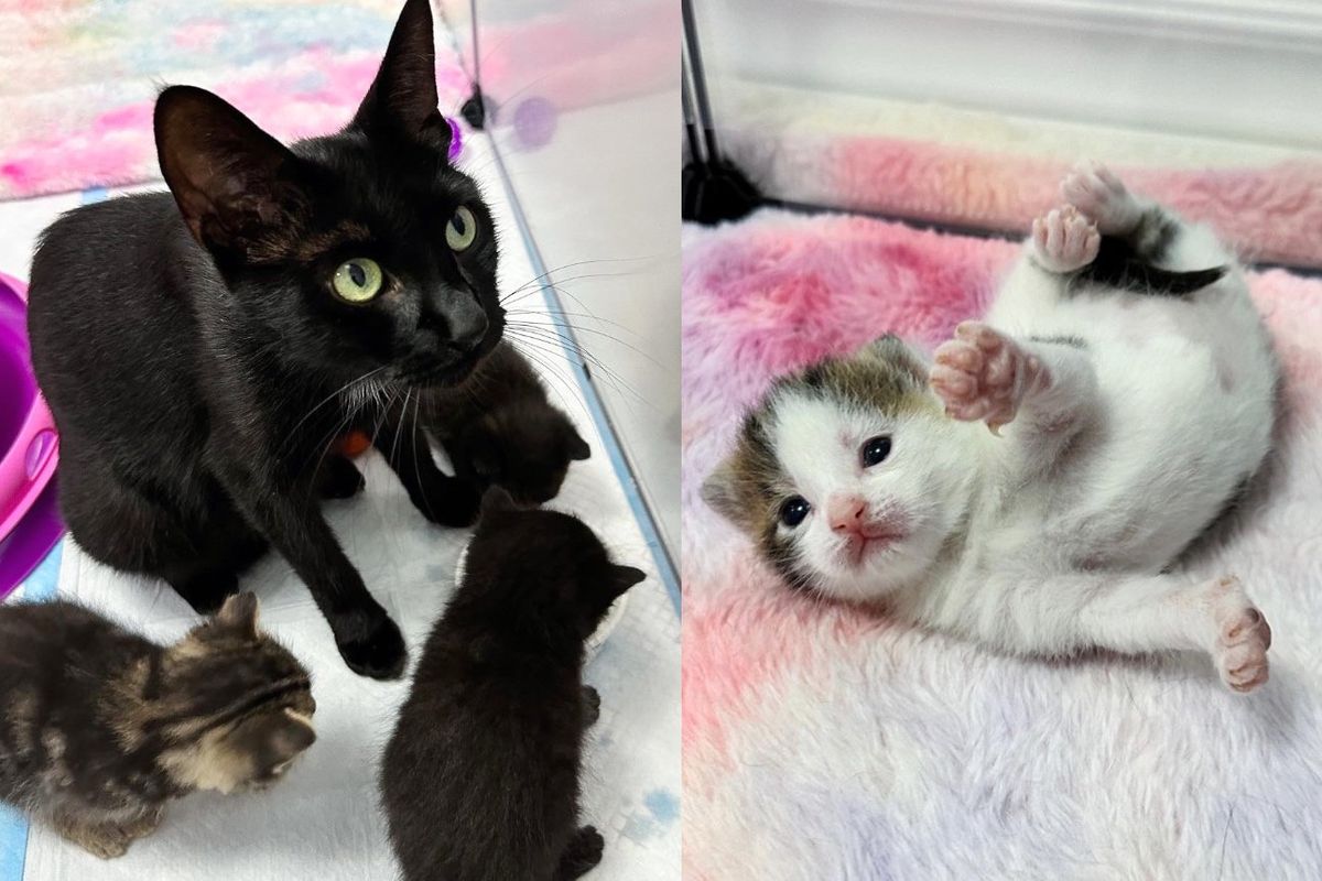 Cat Brimming with Joy When Kind Woman Gives Her and 5 Kittens a Roof Over Their Heads and Fresh Start