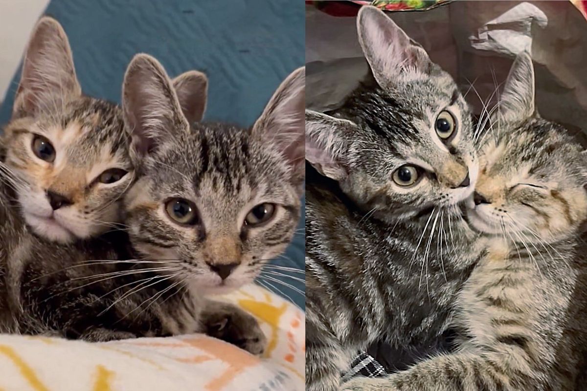 Kittens Who Were Left at Petco, Realize Shelter Volunteer is There to Help Them, They Run into Her Arms