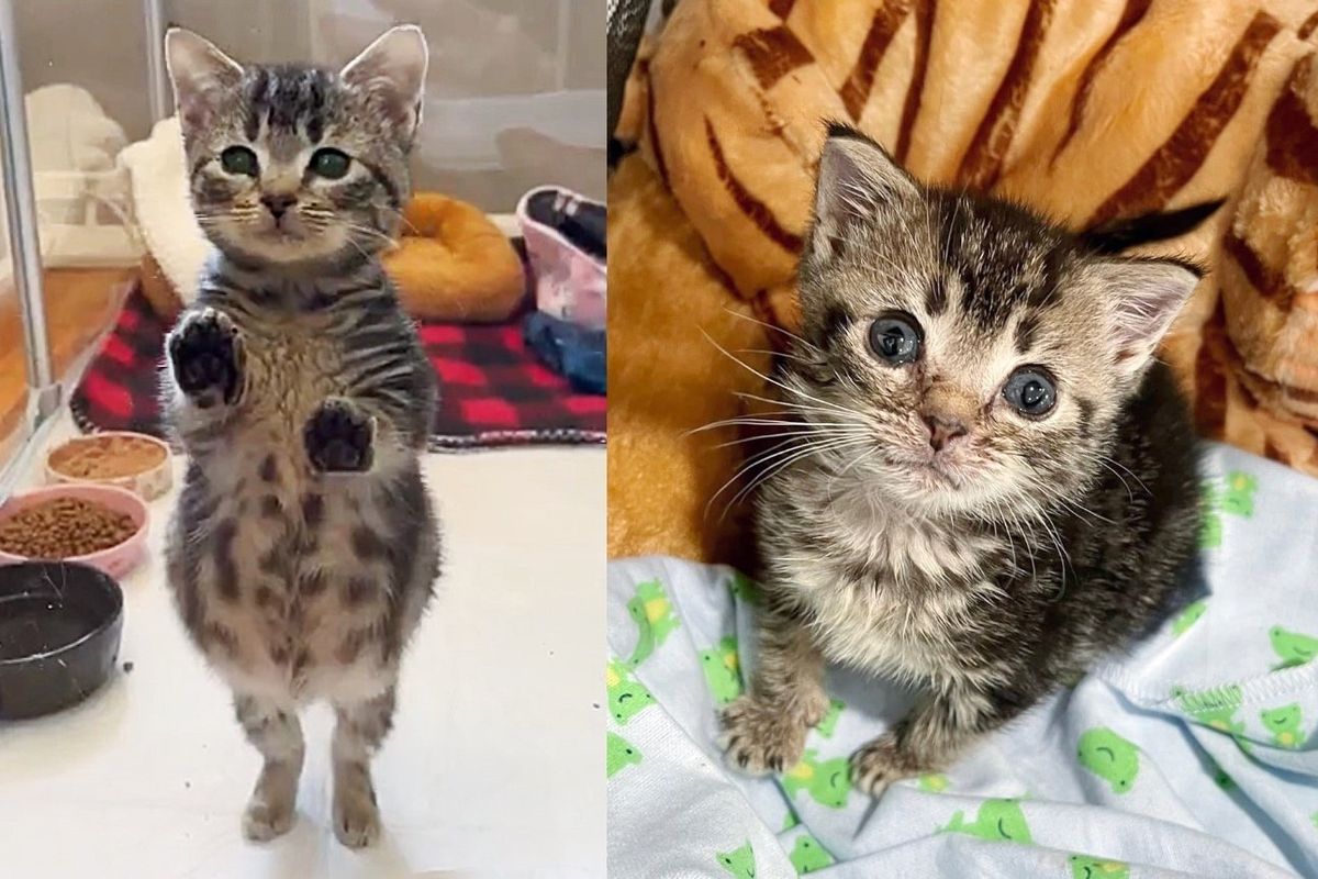 Kitten Has Been So Small Her Entire Life, but the Clever Young Cat Has Many Ways to Make Herself Feel Big