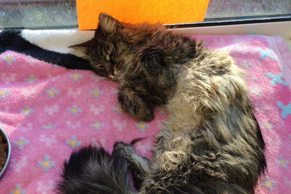 Forrest is 20, He's Spending His Retirement in Sunny Window with a Note at Shelter