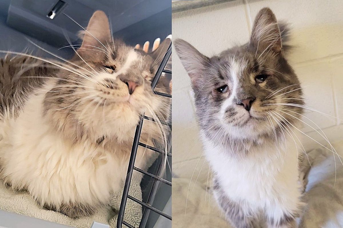 Cat Tried to Get People to Notice Him with His Charming Face for Two Years, Finally Had His Dream Realized