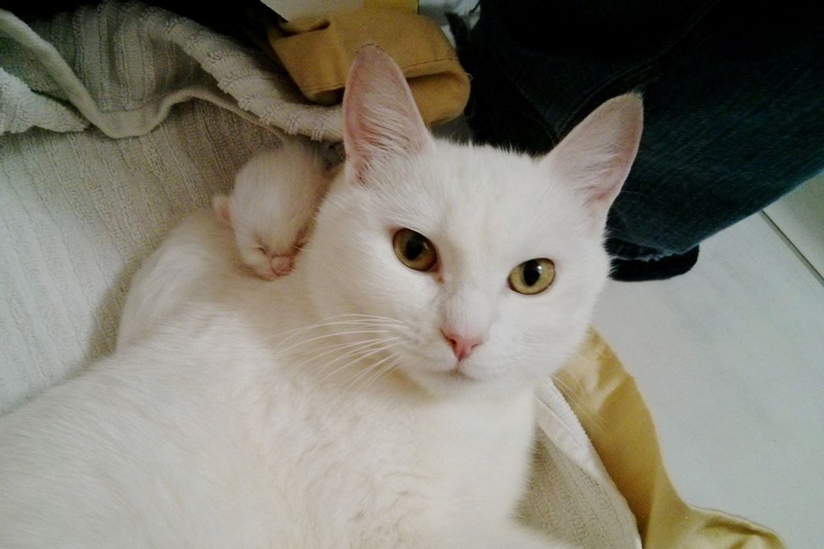 Cottontail the Cat Rescued Just In Time to Deliver 3 Tiny Cotton Balls