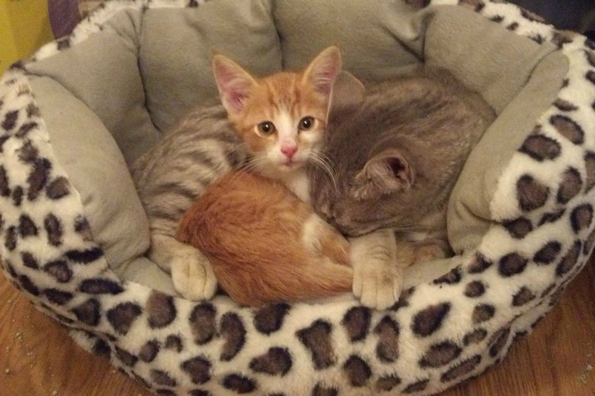 Cat Takes in Weak Stray Kitten and Starts Caring for Him