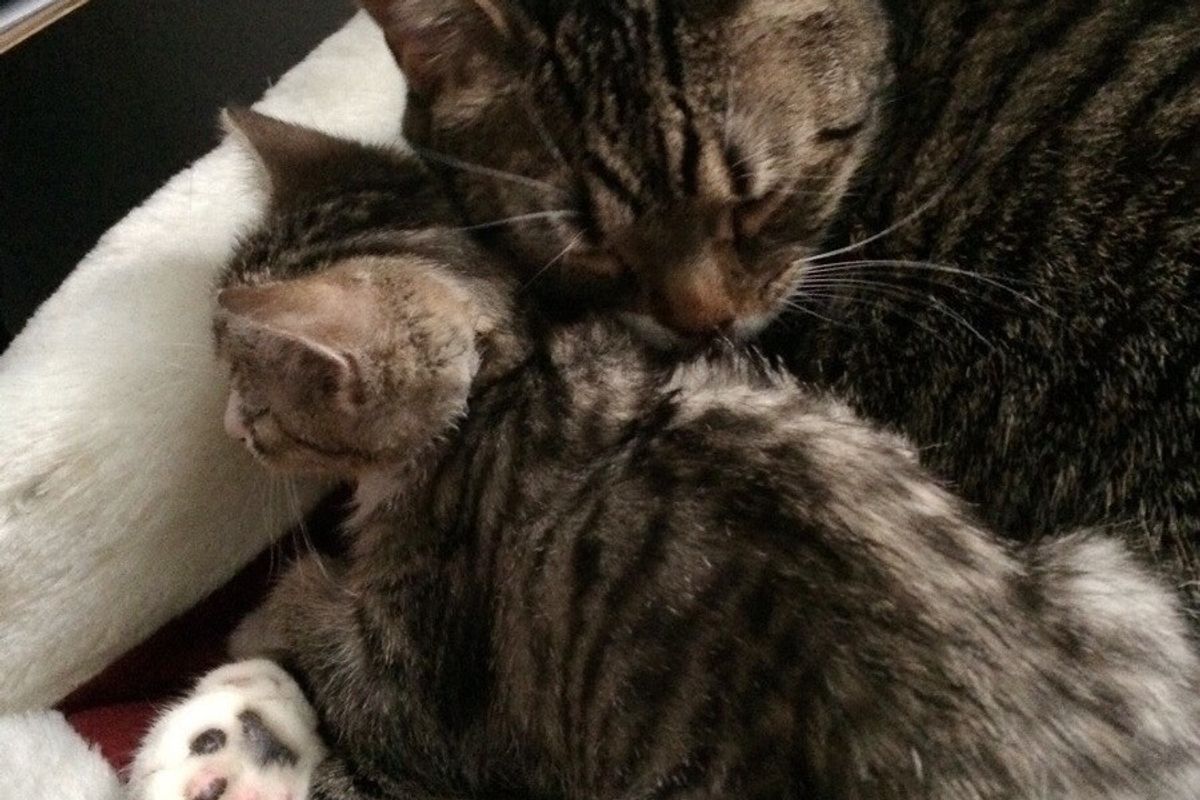 The Joy When Mama Cat Gets Adopted Together with Her Kitten