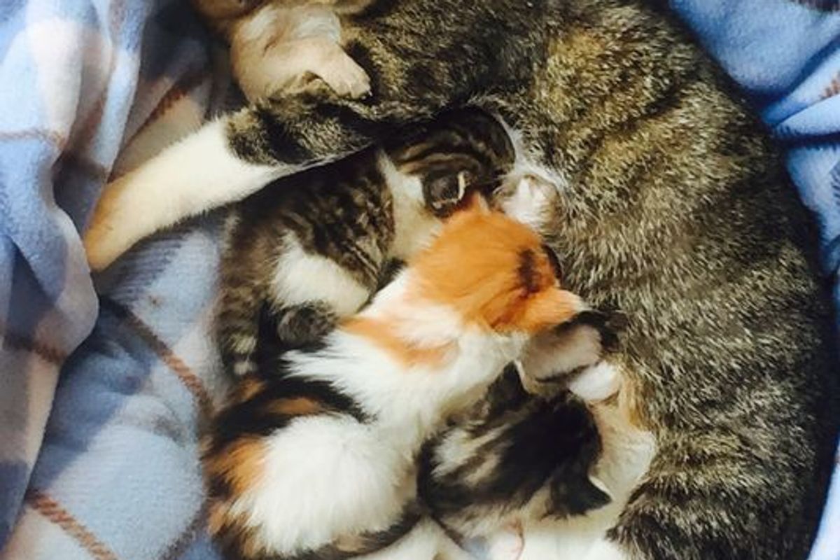 Rescue Cat Gives an Orphaned Puppy the Love He Has Been Looking for
