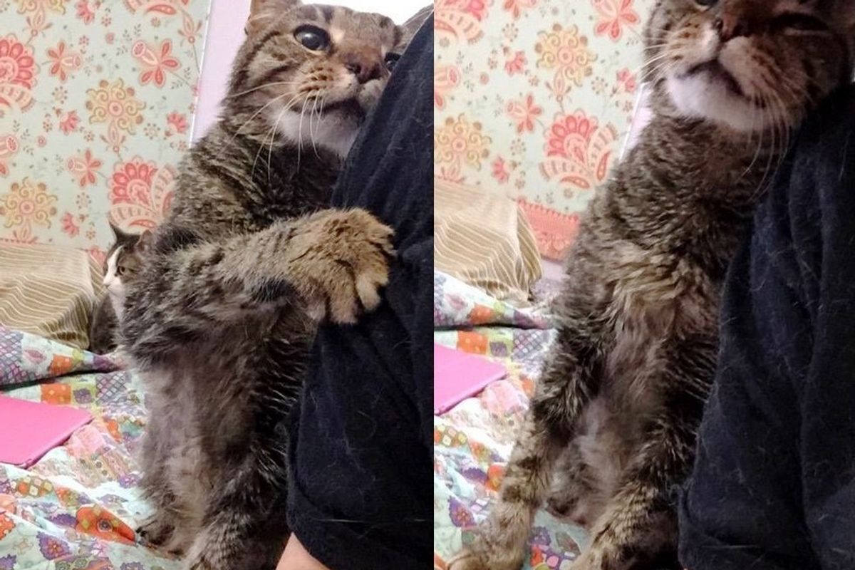 16-Year-Old Cat Lost His only Home, Tells His New Family How Happy He is to be Loved Again