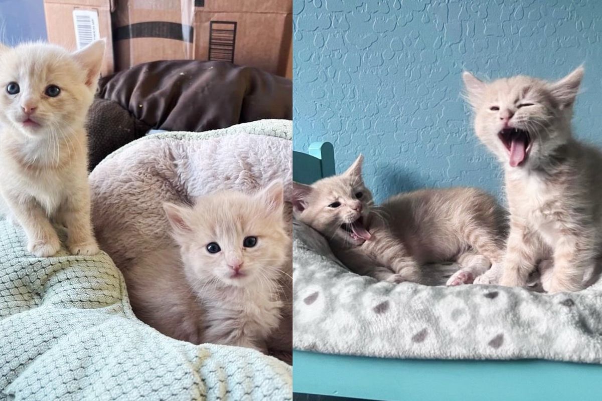 Kitten Born Days Earlier than Her Feline Sister Becomes Attached, They Mirror One Another and Move as One