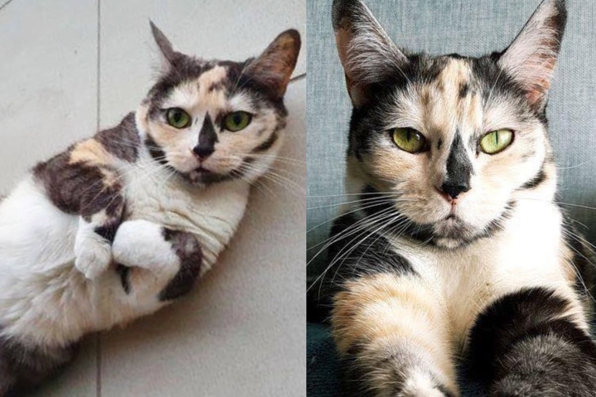 Cat Once Listed as 'Scared' Now Reigns Over Apartment and Even Shares it with Another Kitty