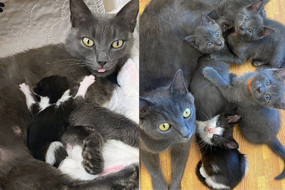 Cat Had One Kitten that Looked Unlike the Others, She Became Very Close to One of the Mini-mes