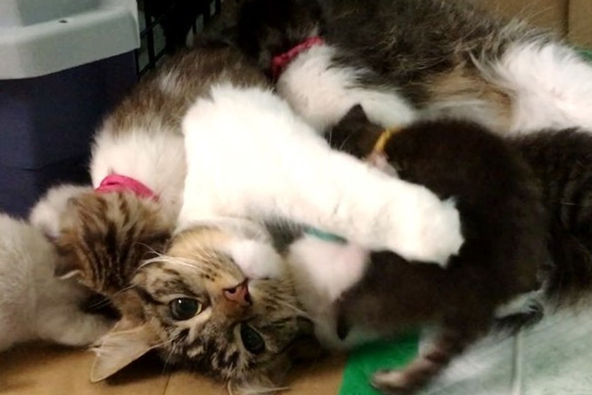 Cat Saves 9 Orphaned Kittens the Same Way She Was Saved By a Husky