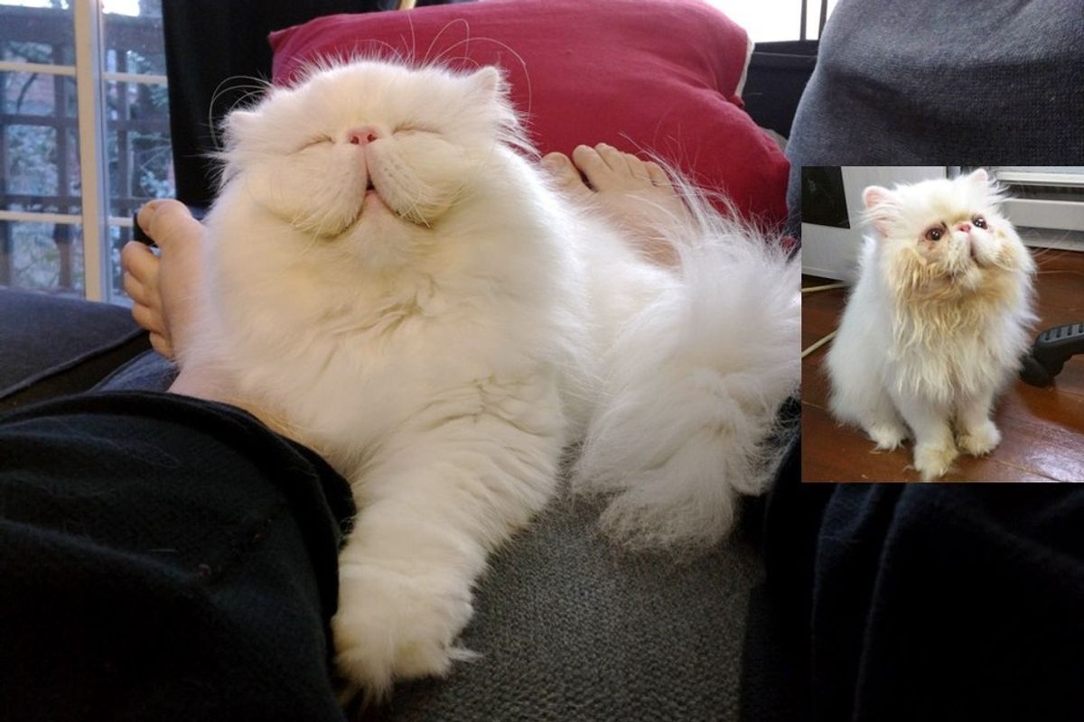 The Happiness When This Rescue Persian Has a Good Home for the First Time