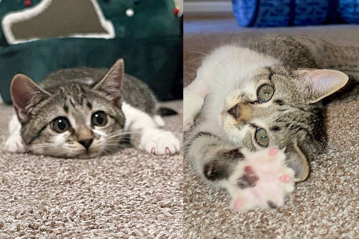 Kitten Hitched a Ride and Ended Up in Parking Lot, Days Later She Radiates So Much Joy and Energy