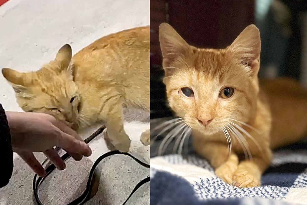 Tourist Notices Sweet Kitten Near Burger King Entrance and Stops to Help