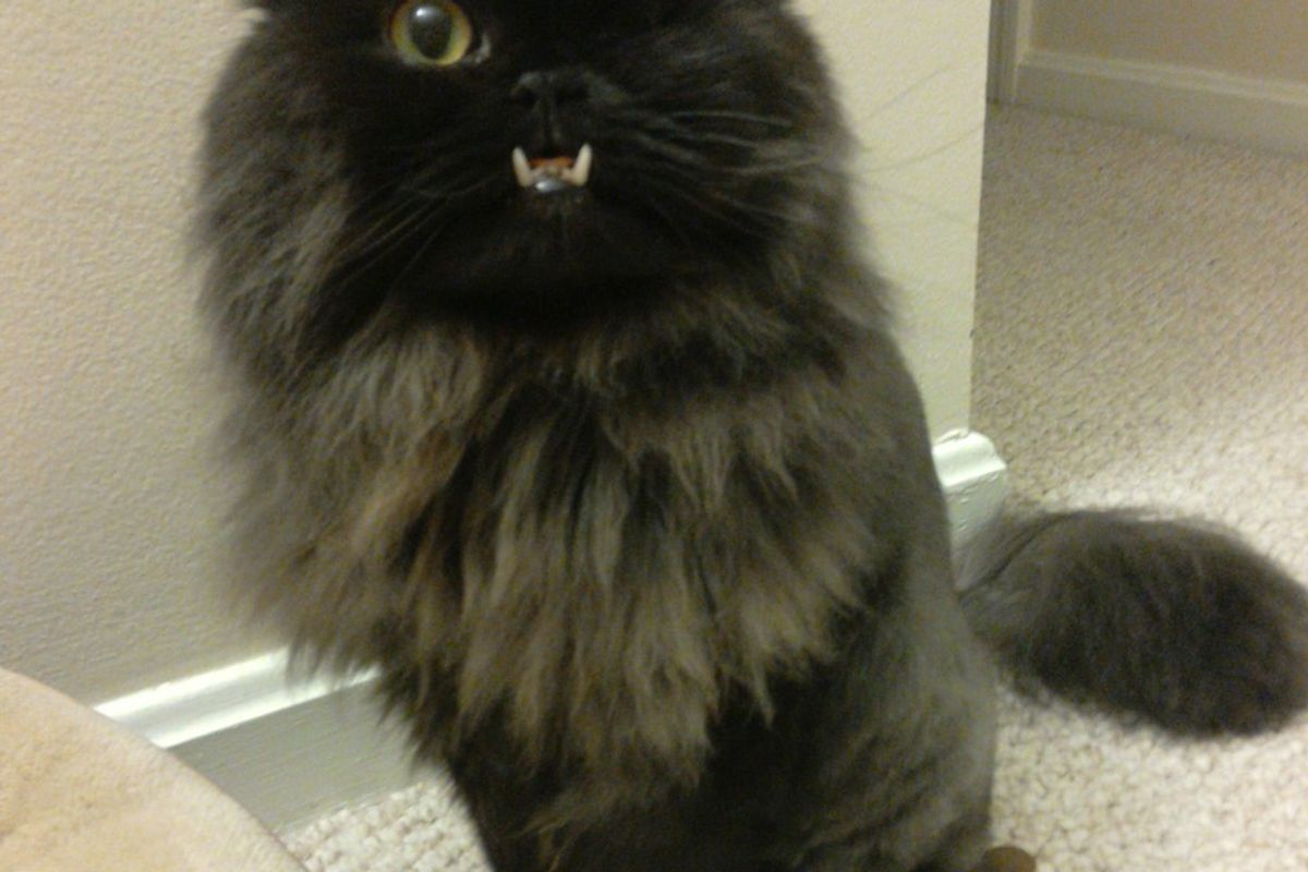 Cat with an Underbite and a Wink is Saved by Vet from Death Row