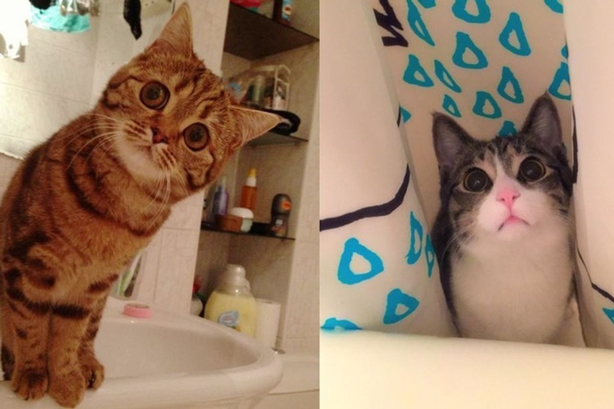 10+ Kitties Wouldn't Leave Their Humans Alone When They are in Bathroom