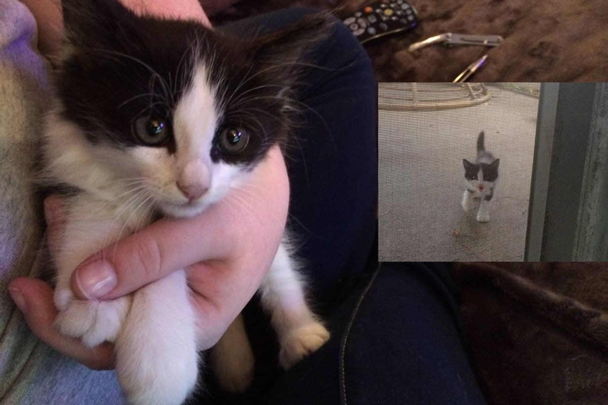 Stray Kitten Walks into Woman’s Life When She Needs Him the Most