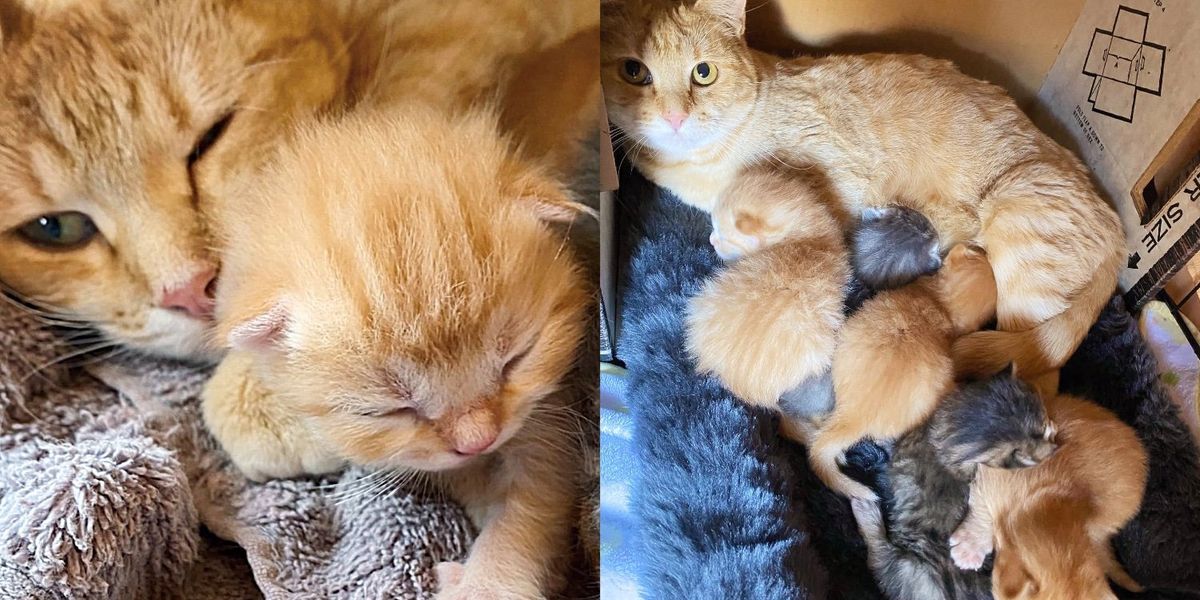 Mama Cat How To Care For A Litter Of Kittens Take Care Mom Cat