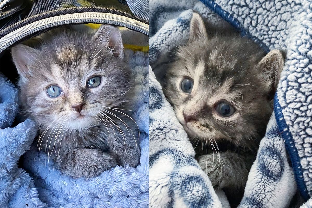 Man Spots Lone Kitten Huddled Among Fallen Leaves and Stops to Help, So the Young Cat Can Have Better Life
