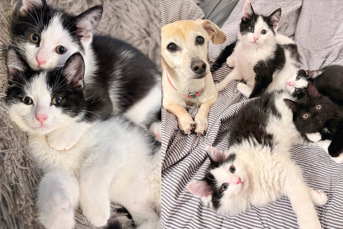 Kittens Lived Under Cars for Weeks, Found Family to Help Them Trust, Now Spend First Holidays as Indoor Cats