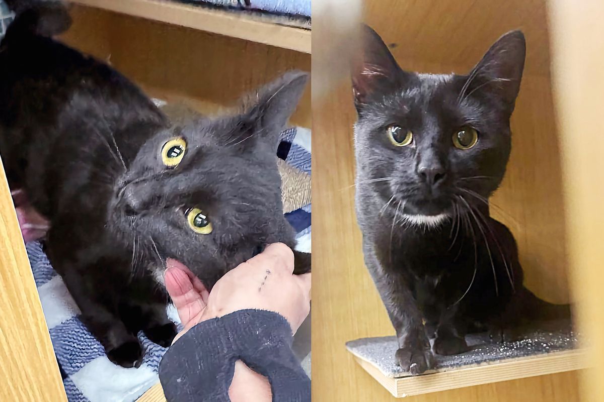 Cat Crawls Under Fence for Help, Makes Remarkable Transformation and Wishes for Dream Place for the Holidays