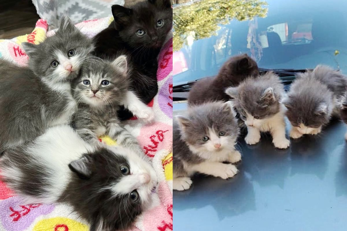 Cat and Her Five Tried to Stay Warm atop Old Car, Now Get Cozy Under Christmas Tree with Adopted Kitten