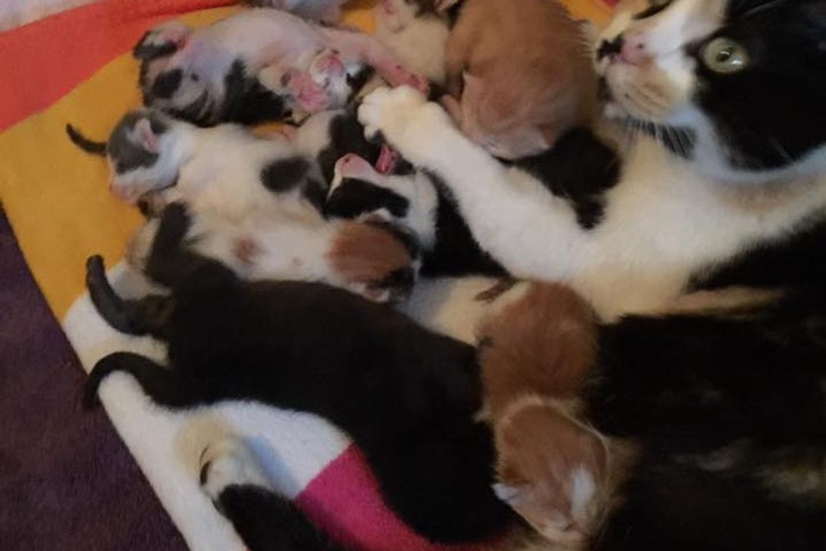 Rescue Cat Mom Hears Orphaned Kittens Cry, She Runs to Them... (with Updates)