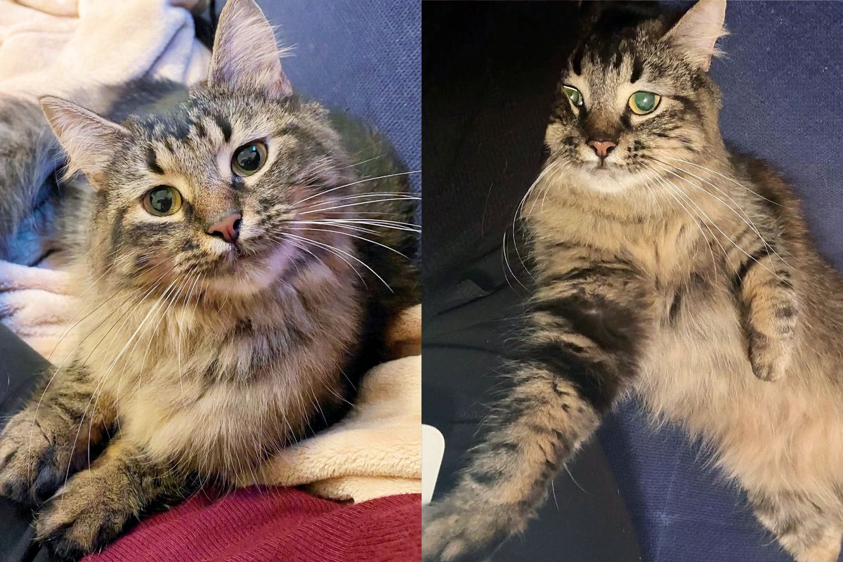 Shy Cat Had Her Dream Come True After a Month in a Kennel, She Feels Like a Kitten Again